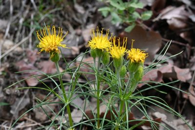 Sinclairia angustissima, photographed by Dante S. Figueroa