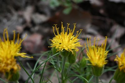 Sinclairia angustissima, photographed by Dante S. Figueroa