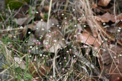 Euphorbia sphaerorhiza, photographed by Dante S. Figueroa