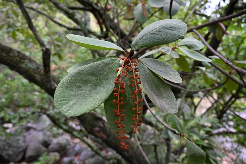 Clethra rosei, photographed by Dante S. Figueroa