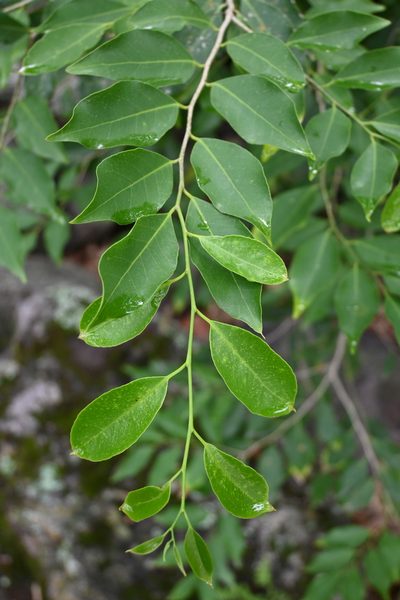 Drypetes gentryi, photographed by Dante S. Figueroa