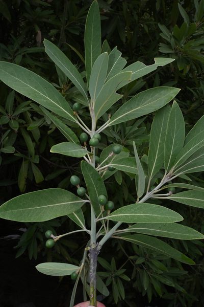 Persea liebmannii, photographed by Dante S. Figueroa