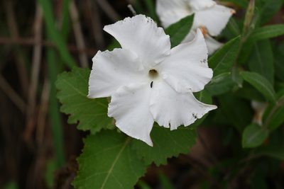 Mandevilla hypoleuca, photographed by Dante S. Figueroa
