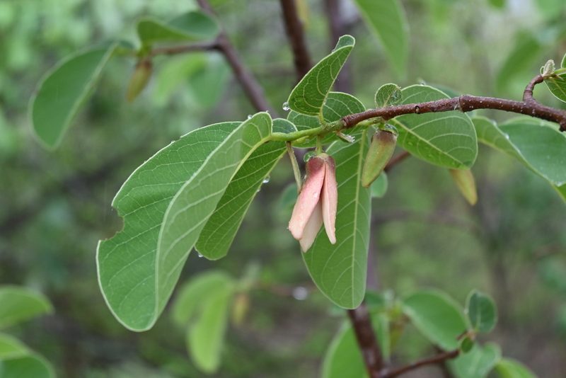 Annona longiflora, photographed by Dante S. Figueroa