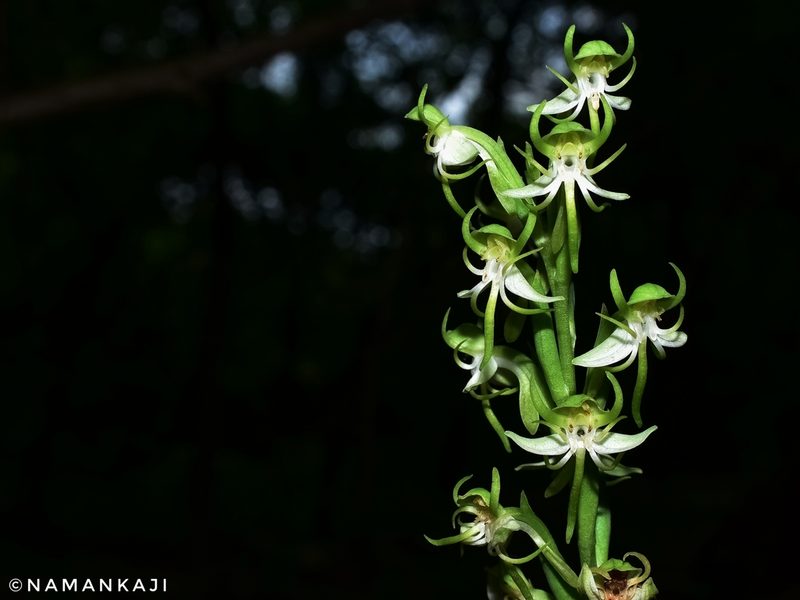 Habenaria gibsonii, photographed by Naman Kaji