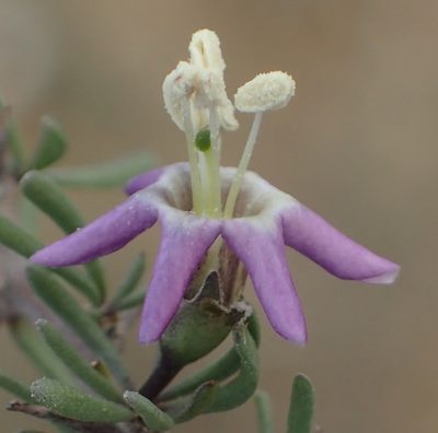 Lycium pumilum, photographed by Nicola van Berkel