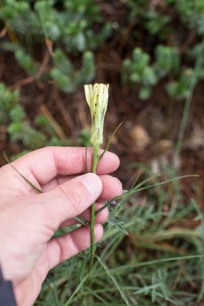 Scorzonera angustifolia, photographed by Tim Johnson