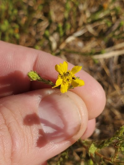 Deinandra pentactis, photographed by Trevor Harding