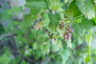Ribes nevadense, photographed by Jonathan Curley