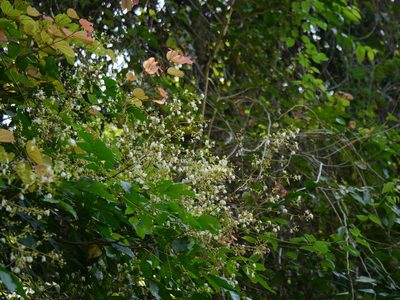 Archidendron bigeminum, photographed by Dinesh Valke