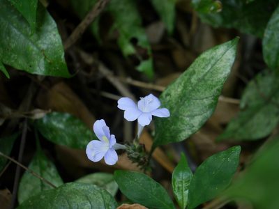 Barleria courtallica, photographed by Dinesh Valke