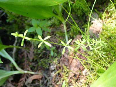 Galium trifidum, photographed by Mary Krieger