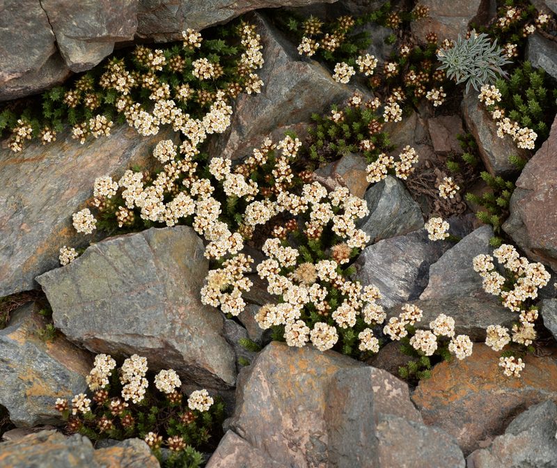 Nassauvia glomerata, photographed by Nicolás Villaseca Merino
