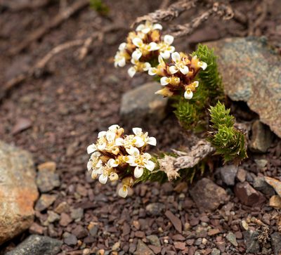 Nassauvia glomerata, photographed by Nicolás Villaseca Merino
