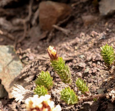 Nassauvia glomerata, photographed by Nicolás Villaseca Merino