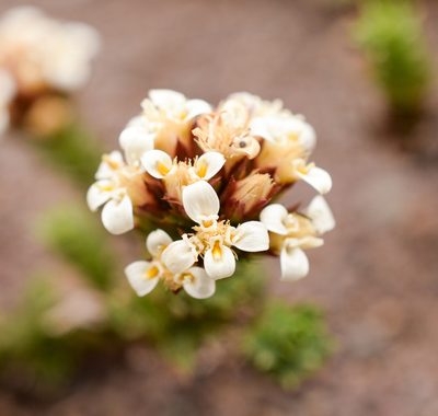 Nassauvia glomerata, photographed by Nicolás Villaseca Merino