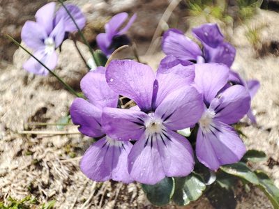 Viola alpina, photographed by xulescu_g