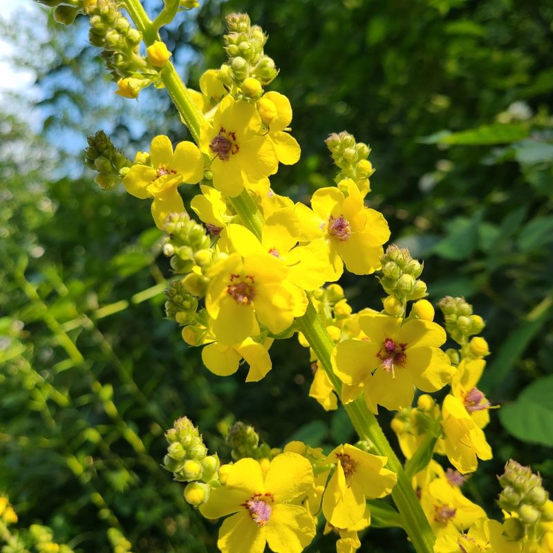 Verbascum pyramidatum, photographed by stn ktn
