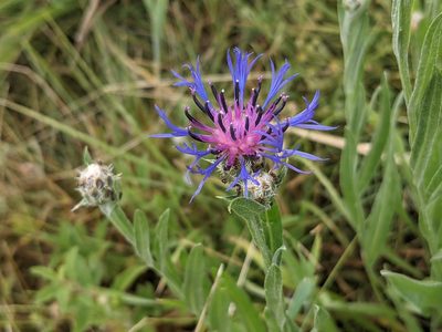 Centaurea axillaris, photographed by Zoltán Stekkelpak