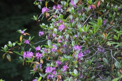 Rhododendron smokianum, photographed by Kaden Slone