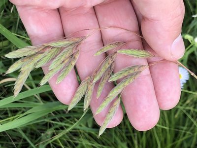 Bromus kalmii, photographed by Mike B