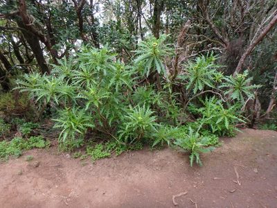 Sonchus congestus, photographed by Daniel Cahen