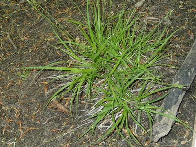 Carex communis, photographed by Katherine Baird