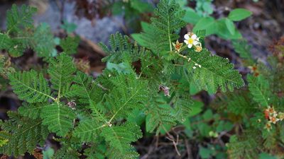 Chamaebatia foliolosa, photographed by Michael Warner