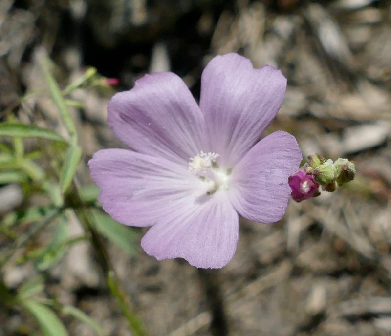 Sidalcea glaucescens, photographed by Jonathan Curley
