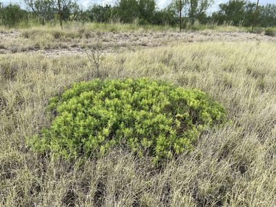 Varilla texana, photographed by Reid Hardin