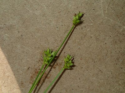 Carex peckii, photographed by Katherine Baird