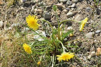 Taraxacum ceratophorum, photographed by Syd Cannings