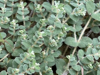 Euphorbia laredana, photographed by Reid Hardin