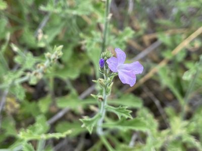 Verbena plicata, photographed by Reid Hardin