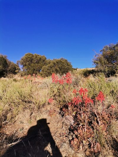 Aloe grandidentata, photographed by Ricus Nel