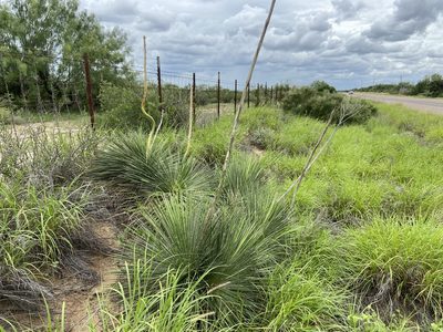 Yucca constricta, photographed by Reid Hardin