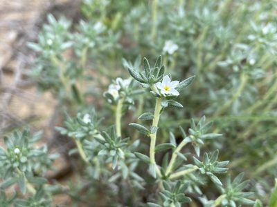 Euploca confertifolia, photographed by Reid Hardin