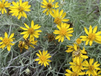 Thymophylla tephroleuca, photographed by Reid Hardin