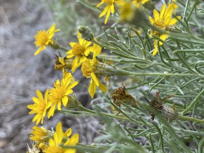Thymophylla tephroleuca, photographed by Reid Hardin