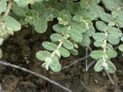 Euphorbia laredana, photographed by Reid Hardin