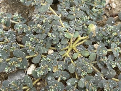 Euphorbia laredana, photographed by Reid Hardin