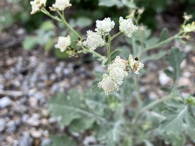 Parthenium confertum