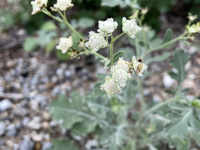 Parthenium confertum, photographed by Reid Hardin