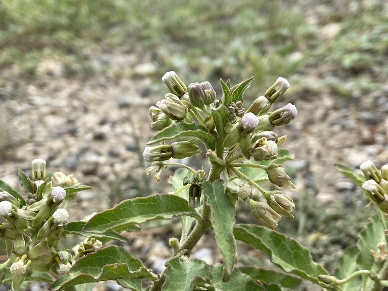 Asclepias emoryi, photographed by Reid Hardin
