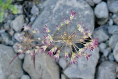 Allium campanulatum, photographed by Jonathan Curley