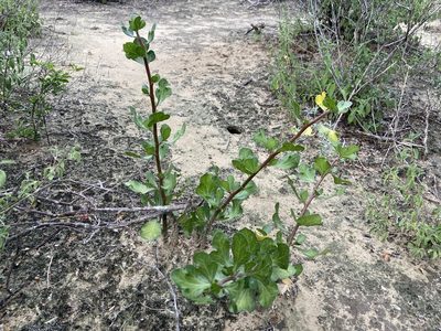 Jatropha dioica, photographed by Reid Hardin