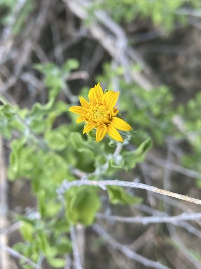 Jefea brevifolia, photographed by Reid Hardin