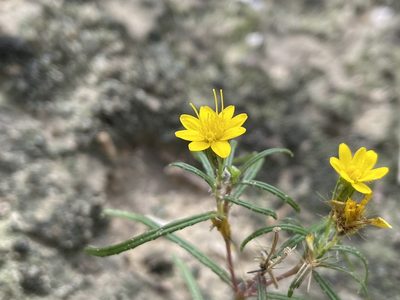 Pectis angustifolia, photographed by Reid Hardin