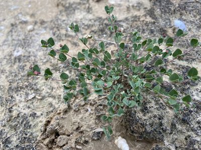 Euphorbia cinerascens, photographed by Reid Hardin