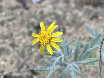 Picradeniopsis absinthifolia, photographed by Reid Hardin